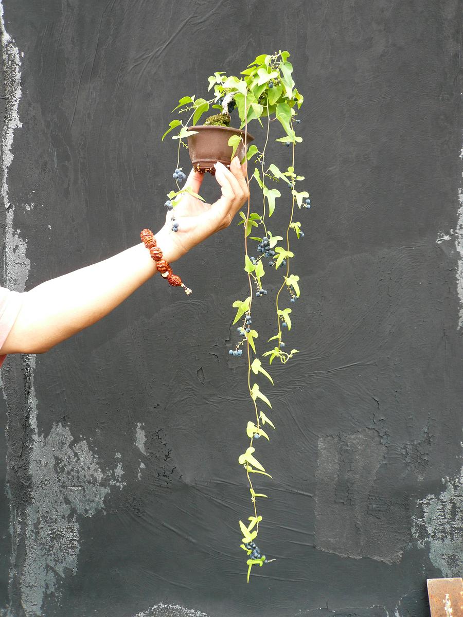 P1100058.JPG