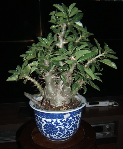 DSCF4235.JPG