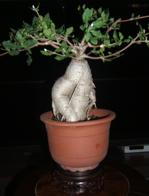 DSCF4234.JPG
