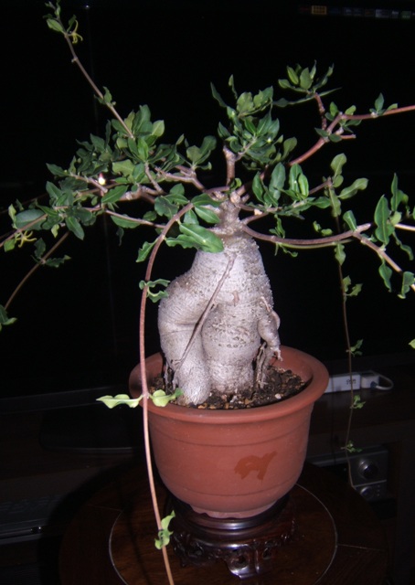 DSCF4232.JPG