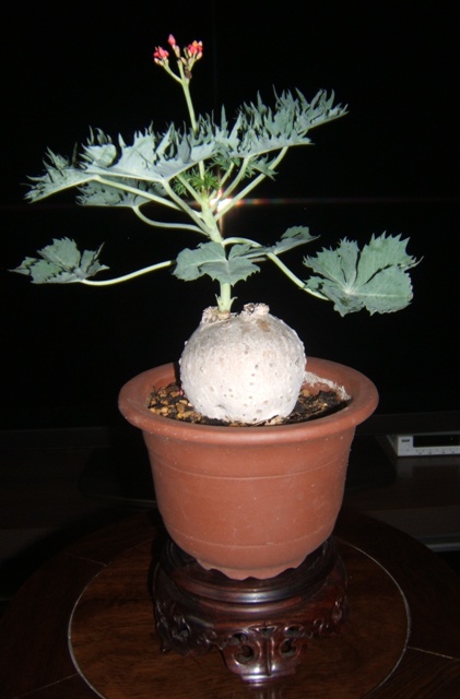 DSCF4230.JPG