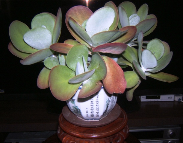 DSCF4239.JPG