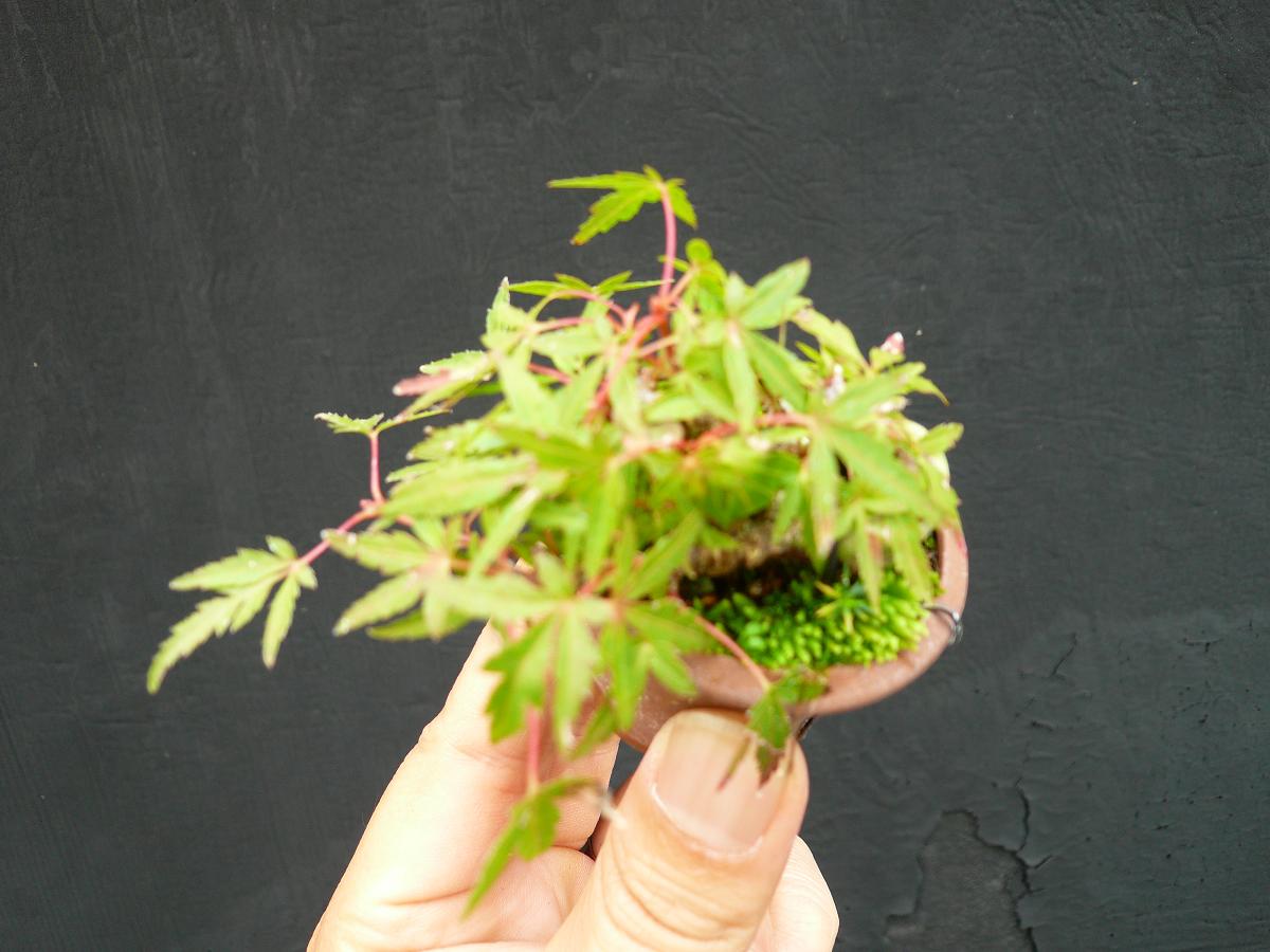 P1100063.JPG