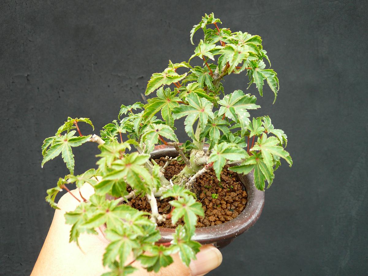 P1100071.JPG