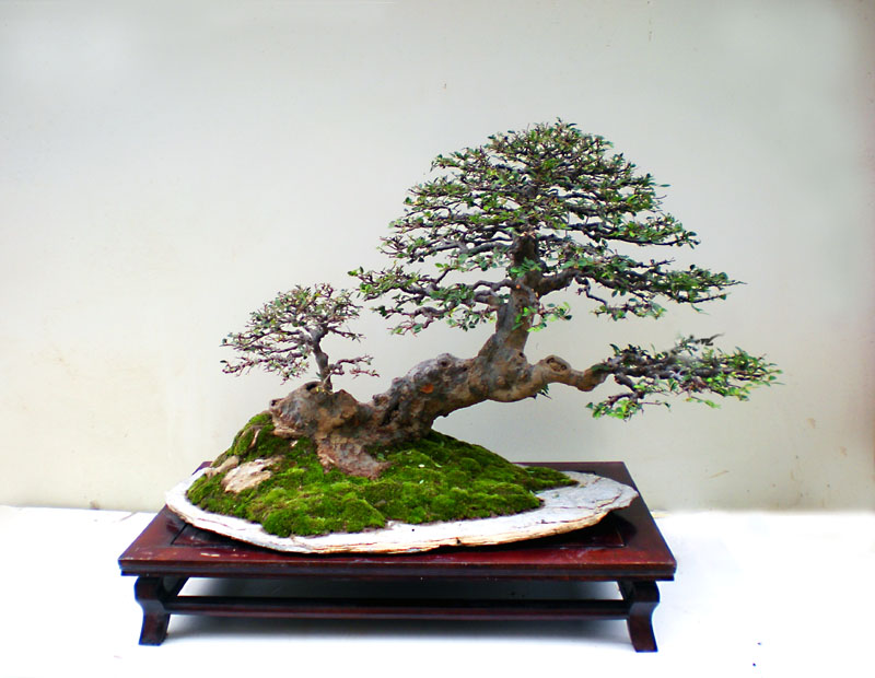 DSCN4055-1.jpg