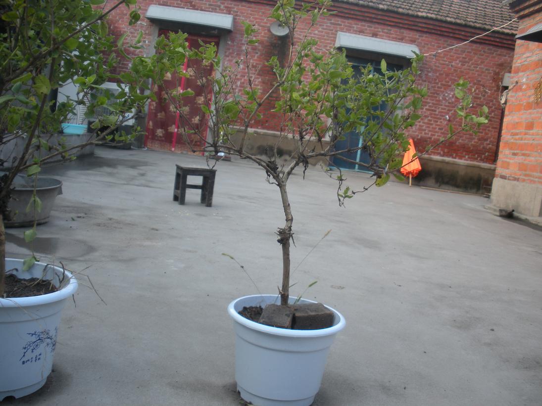 Ƭ 010.jpg