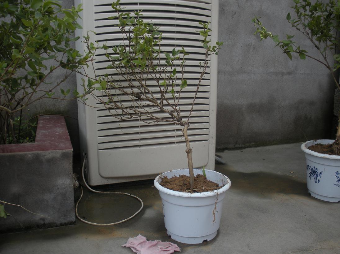 Ƭ 015.jpg