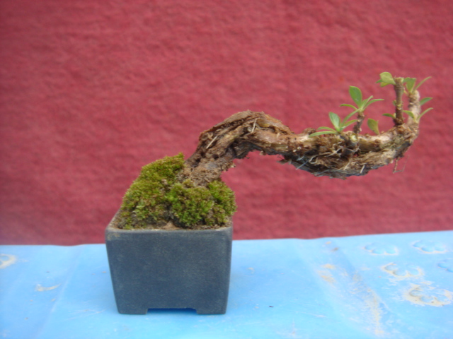 DSC04489.JPG