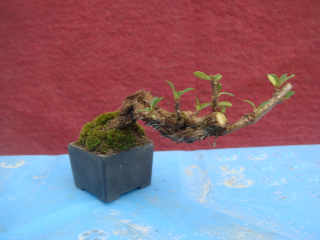 DSC04493.JPG