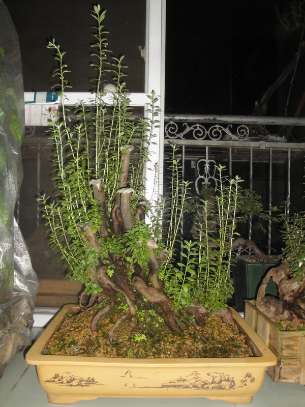 DSC09318.JPG