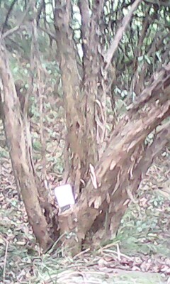 IMG0330A.jpg