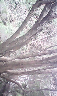 IMG0333A.jpg