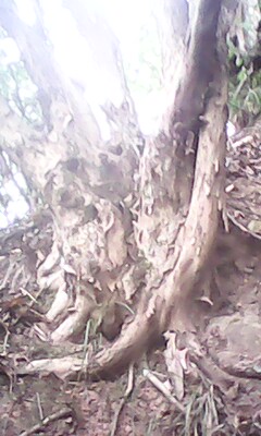 IMG0334A.jpg