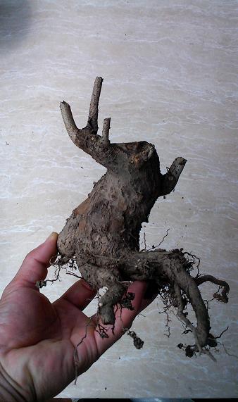 IMG0908111401.jpg
