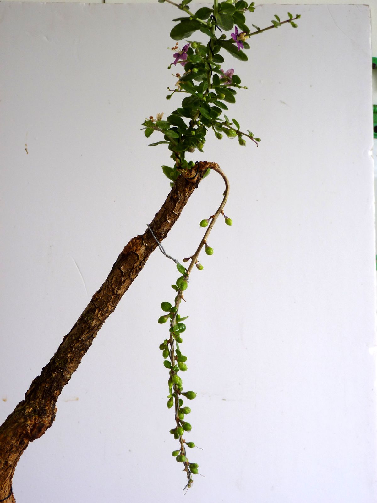 P1020127.jpg