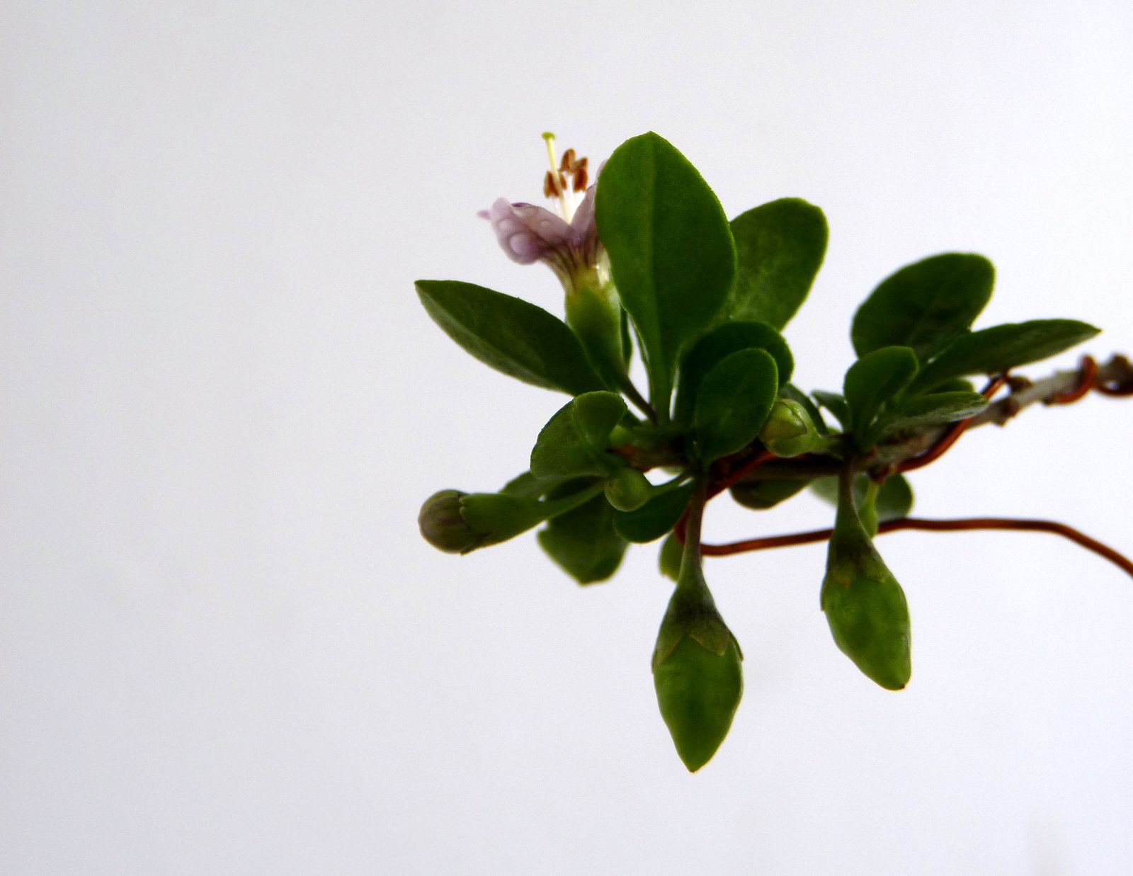P1020133.jpg