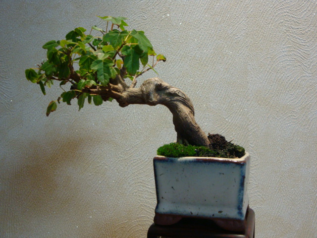 DSC00276.JPG
