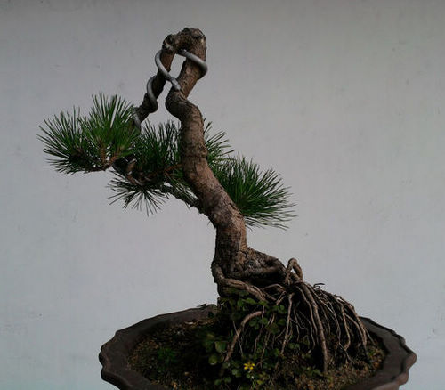 Ƭ-0132.jpg