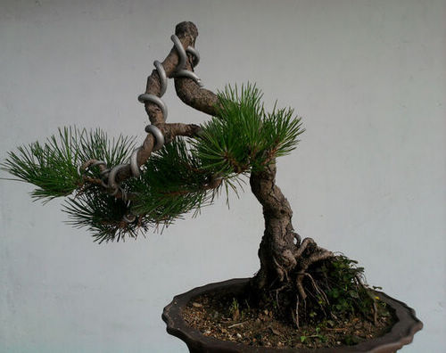 Ƭ-0133.jpg