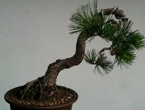 Ƭ-0135.jpg