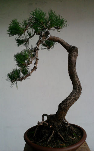 Ƭ-0141.jpg