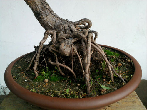 Ƭ-0142.jpg