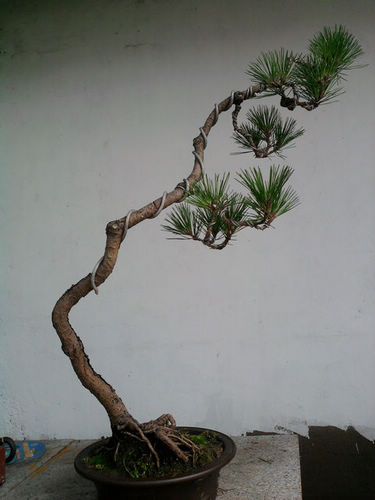 Ƭ-0145.jpg