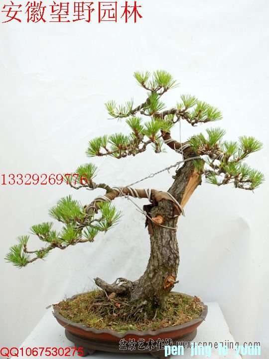 mxcp083344rajdrfqqudqikn00.jpg