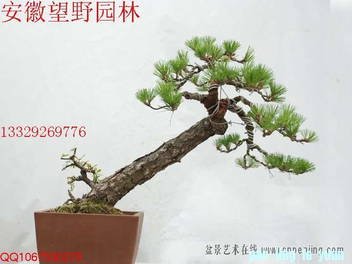 mxcp085933i72rnghqa7525xpn.jpg