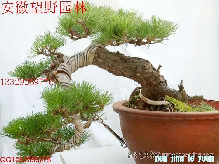 mxcp090627qgokr0r2x80vrbig.jpg