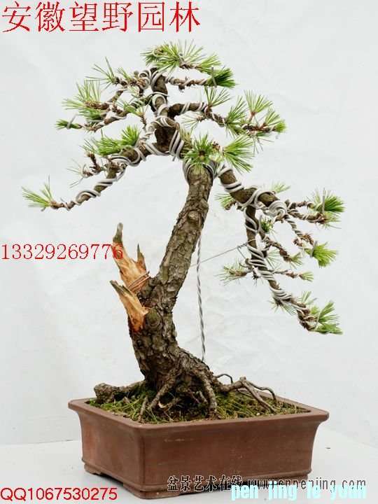 mxcp091216zdt8e8dsbaqluadp.jpg
