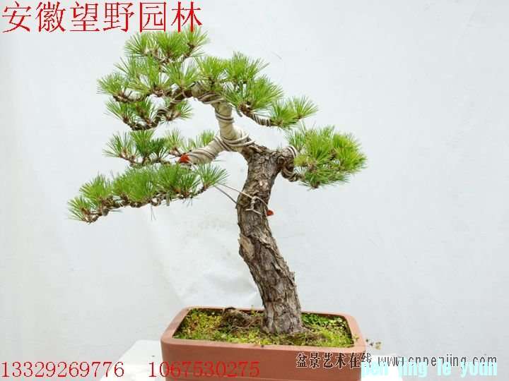 mxcp092025tlumbbom11707rt9.jpg