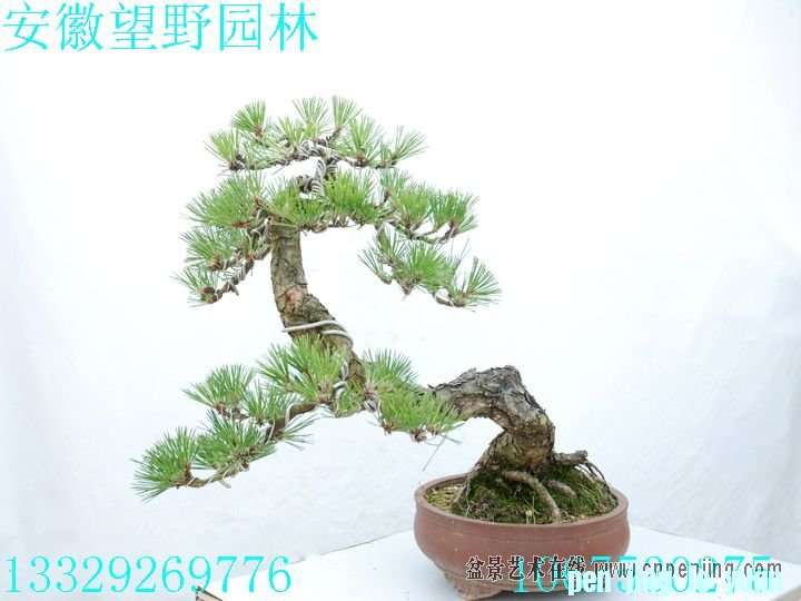 mxcp093309jhcj81jcyjf1imlc.jpg