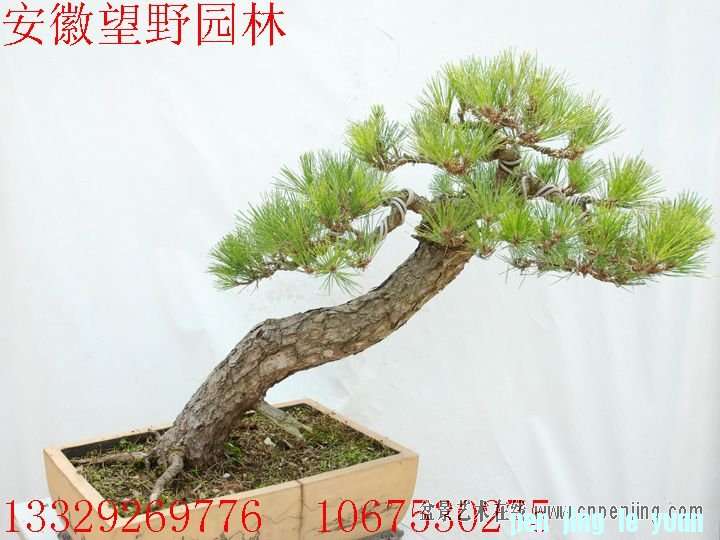 mxcp093500dg63gqdf6wqirzwr.jpg