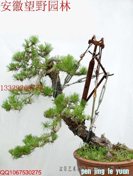 mxcp104450zlx05npipjxjgjgt.jpg