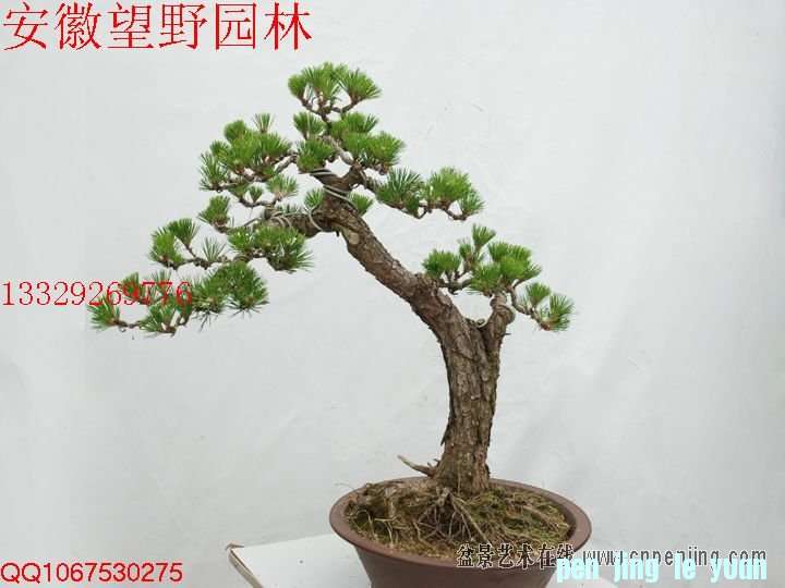 mxcp104825ry7yp23p7rn4iwri.jpg