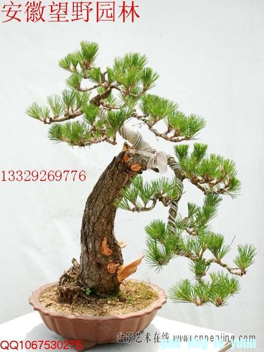mxcp105620gfqll78qbhg8gyhh.jpg
