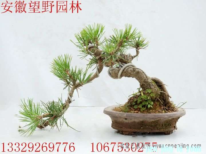 mxcp152821ku71hhhzeddgddvh.jpg