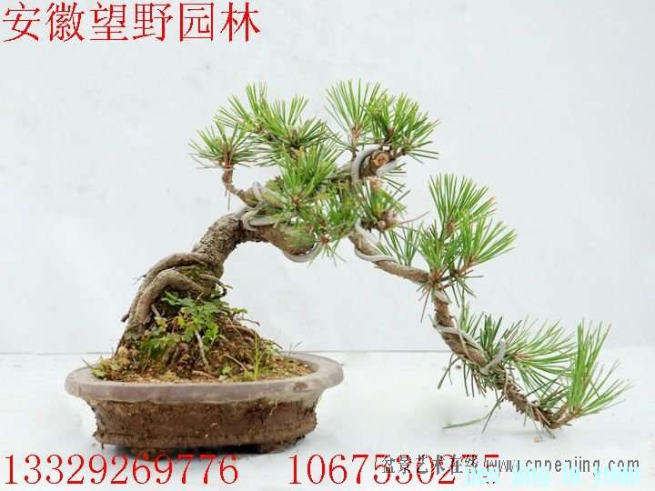 mxcp152828ejpddzvgmvp9vgdy.jpg