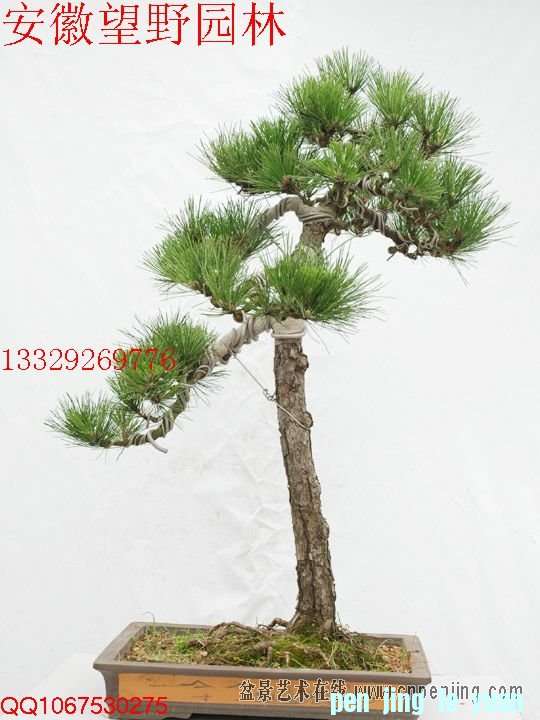 mxcp0808220r9rj0kzbktrt698.jpg