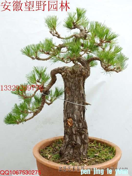 mxcp0833503uumxzeq6gd5dxdo.jpg