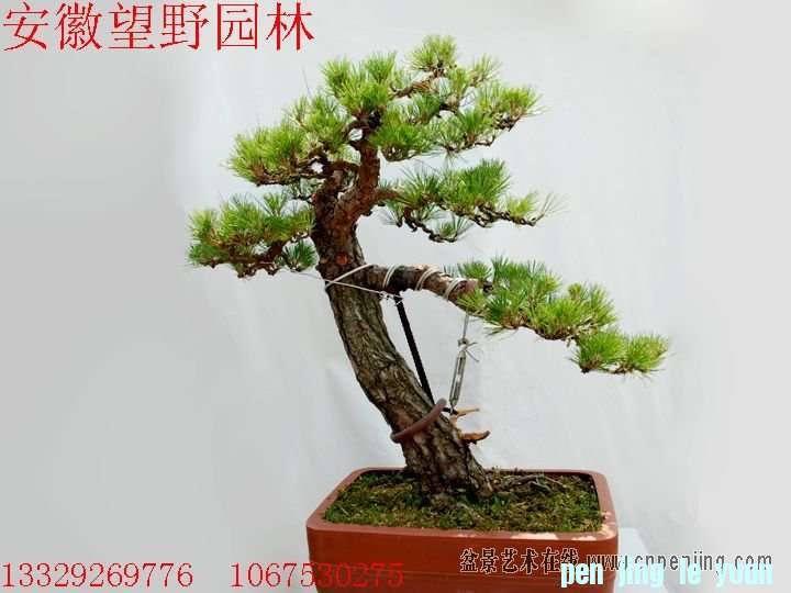 mxcp0910129sj6ggzg3bx3xari.jpg