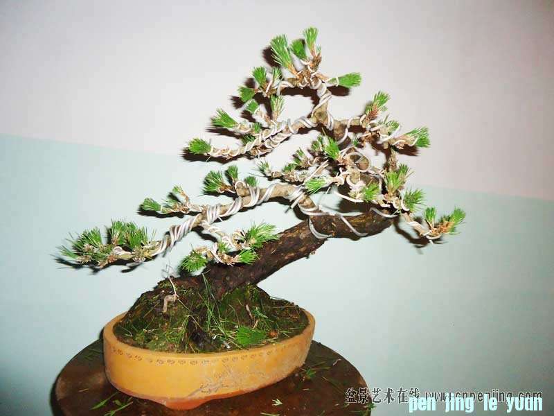 mxcp1051267dwxn9rwssvswb2y.jpg