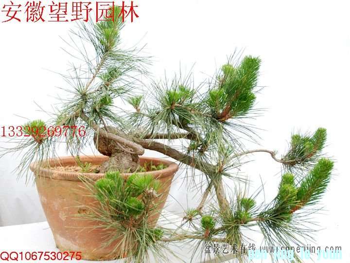 mxcp083056fsg4ux6c2gcxz1gv.jpg
