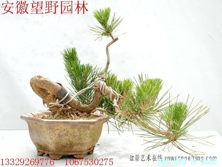 mxcp084155n9rnr4xxnavbl7dn.jpg