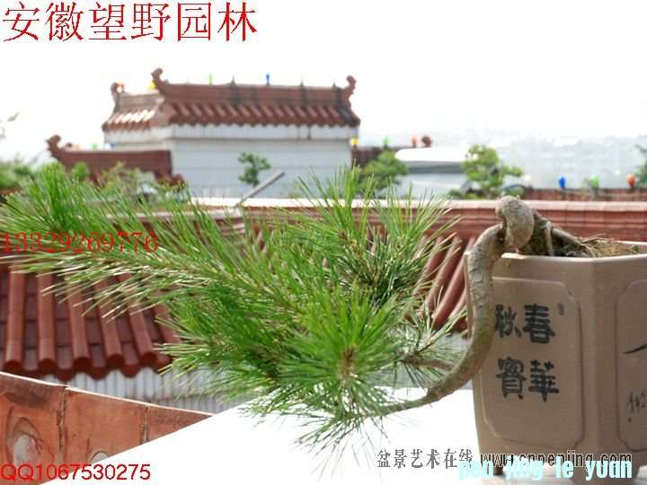 mxcp095326uv47vtsdkr77fmzz.jpg