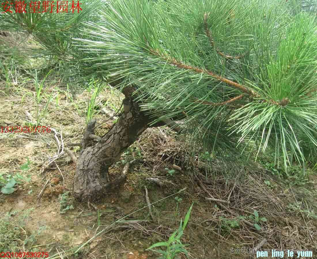 mxcp090927jssavm1srarksljy.jpg