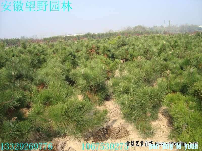 mxcp093012dqamsshlpylsmmpg.jpg