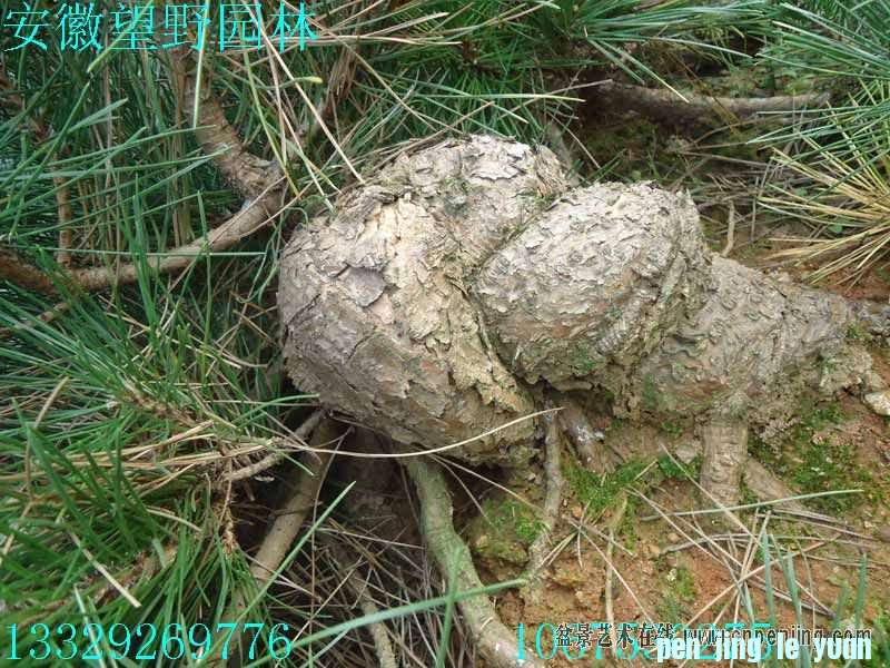 mxcp095624imzndlnimw0wlgmw.jpg