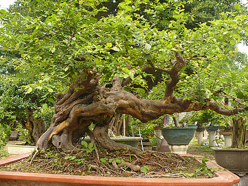 P1020405_.jpg